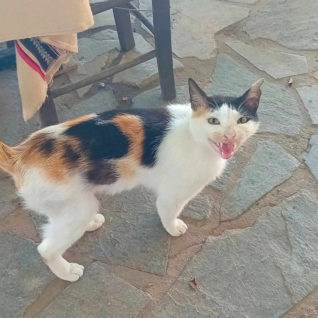 Princesse participe au concours pour gagner de l'argent avec cette photo : cat, calico_cat, animal, pet, stone_floor, table, tablecloth, indoor, meowing, fur, whiskers, tail, four_legs, ears, mouth_open, looking_up, domestic_animal, feline, cute, curious