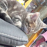 Grizou participe au concours pour gagner de l'argent avec cette photo : cat, tabby_cat, sleeping, cushion, gray, indoor, furniture, clothing, hanger, accessories, relaxation, pet, fur, whiskers, ear, nose, tail, home, rest, cozy
