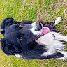 dog, black_and_white, border_collie, tongue_out, grass, outdoor, field, hill, nature, pet, animal, lying_down, happy, ears, fur, close_up, daytime, scenic, landscape, canine