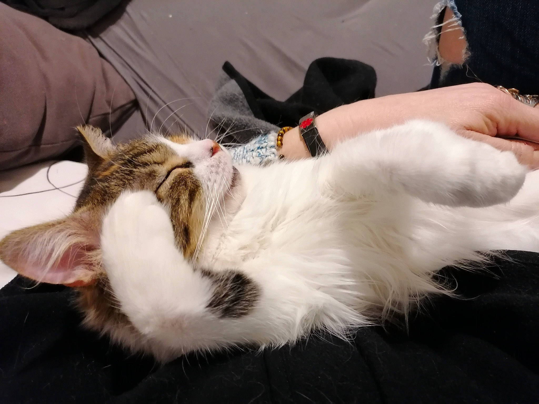 Soyeuse participe au concours pour gagner de l'argent avec cette photo : carnivore, cat, comfort, felidae, fur, natural_material, small_to_medium_sized_cats, snout, vertebrate, whiskers