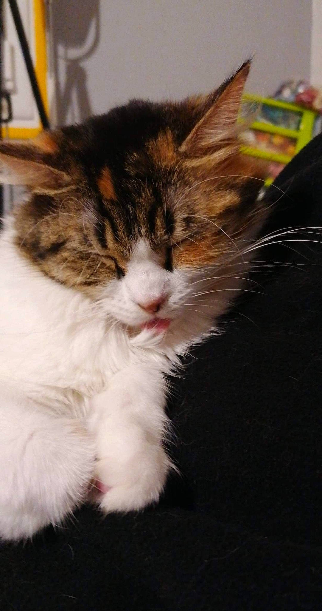 Soyeuse a rejoint le concours — aidez-le/la à gagner de superbes lots ! carnivore, cat, domestic_short_haired_cat, facial_expression, felidae, fur, paw, small_to_medium_sized_cats, snout, vertebrate, whiskers