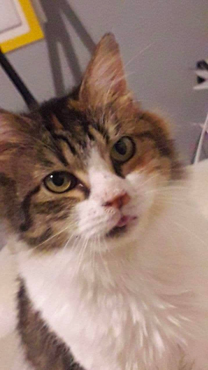 Soyeuse a rejoint le concours — aidez-le/la à gagner de superbes lots ! carnivore, cat, facial_expression, fawn, felidae, fur, iris, small_to_medium_sized_cats, snout, terrestrial_animal, vertebrate, whiskers