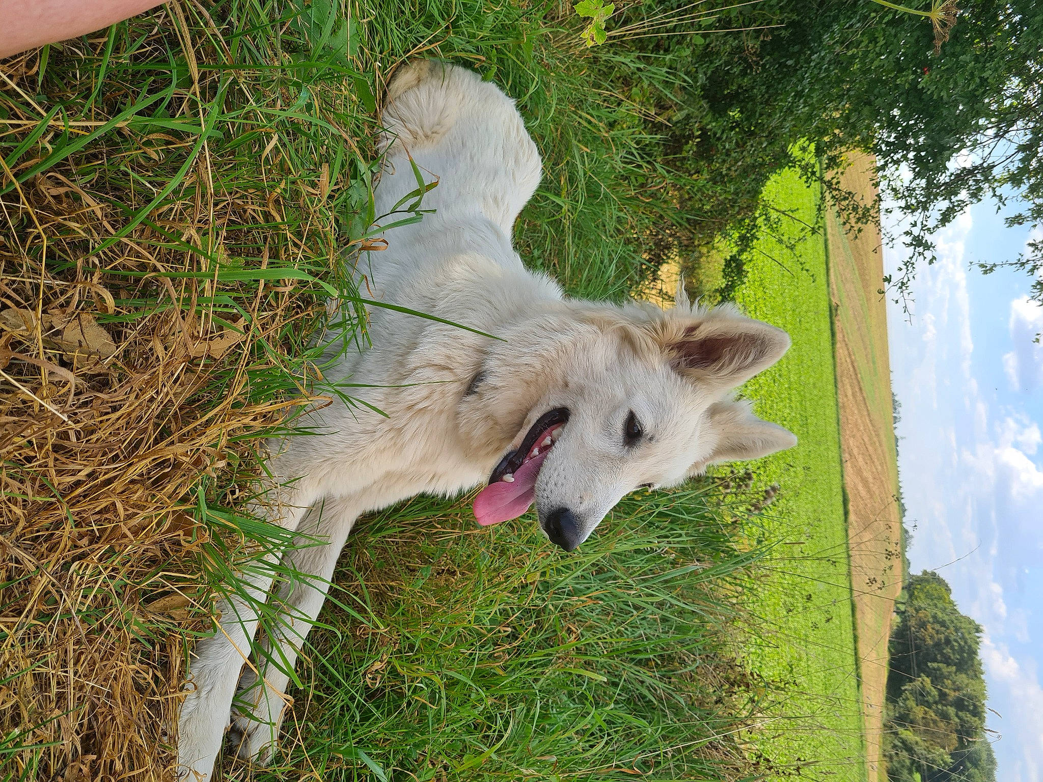 Ruby participe au concours pour gagner de l'argent avec cette photo : canidae, carnivore, cloud, dog, dog_breed, fawn, fur, goats, grass, plant, sky, snout, sporting_group, tail, terrestrial_animal, tree, trunk, wildlife, wing, working_animal
