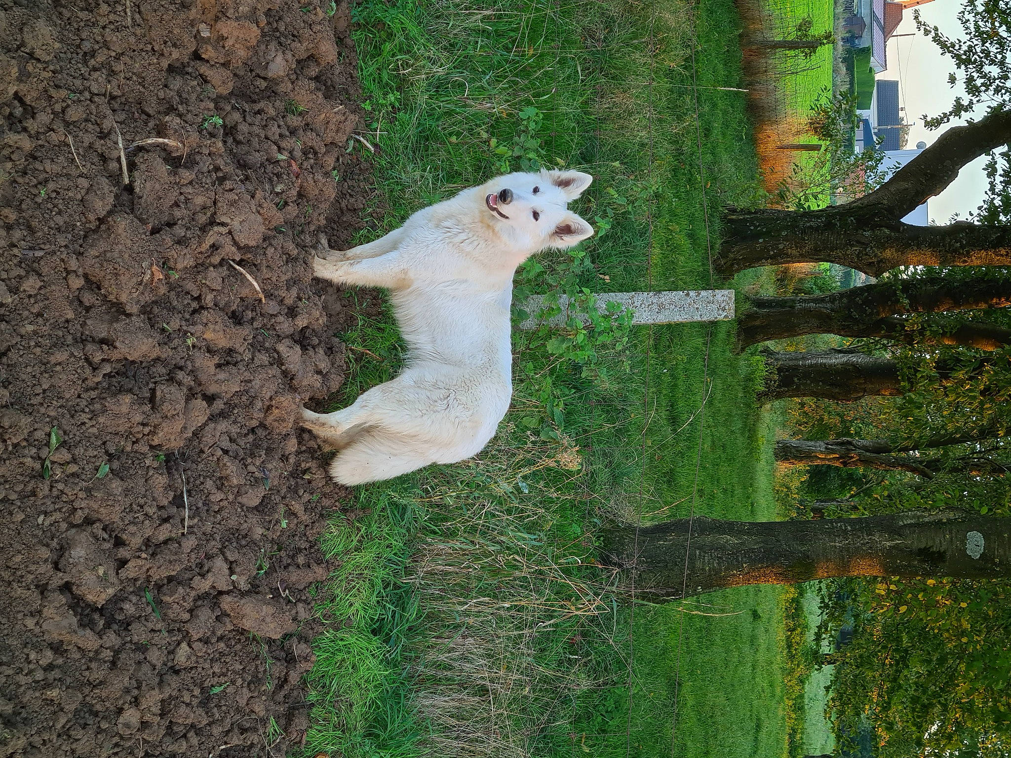 Ruby a rejoint le concours — aidez-le/la à gagner de superbes lots ! beak, botany, canidae, fawn, felidae, grass, landscape, pasture, plant, plant_stem, shrub, small_to_medium_sized_cats, snout, sporting_group, tail, terrestrial_animal, tree, trunk, wildlife, wood