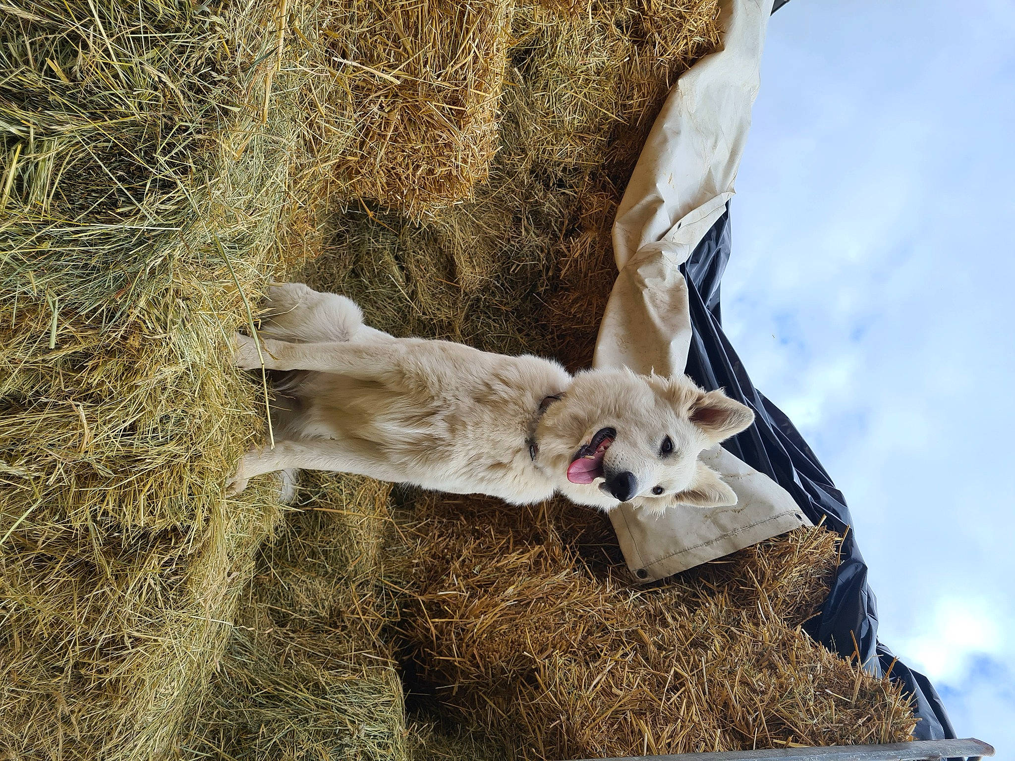 Ruby participe au concours pour gagner de l'argent avec cette photo : canidae, carnivore, cloud, companion_dog, dog, dog_breed, fawn, fur, goats, grass, mammal, plant, sky, soil, sporting_group, tail, trunk, twig, wood, working_animal