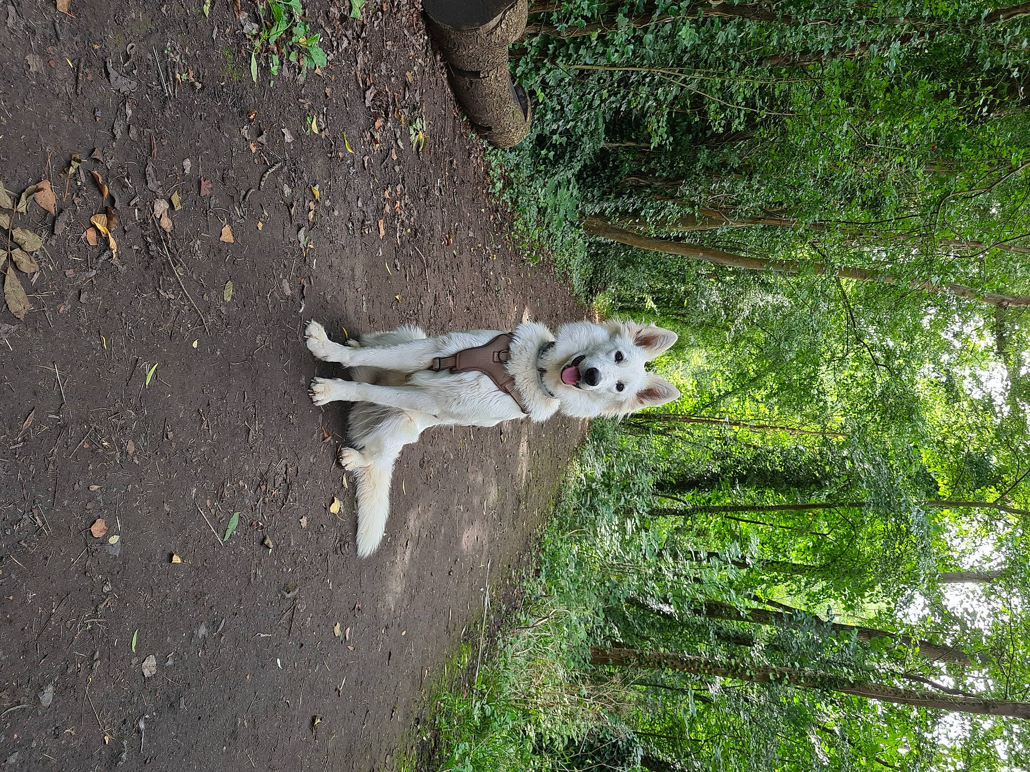 Ruby a rejoint le concours — aidez-le/la à gagner de superbes lots ! asphalt, canidae, carnivore, companion_dog, dog, dog_breed, fawn, grass, plant, road_surface, sidewalk, soil, sporting_group, tail, tree, trunk, twig, wildlife, wood, working_animal