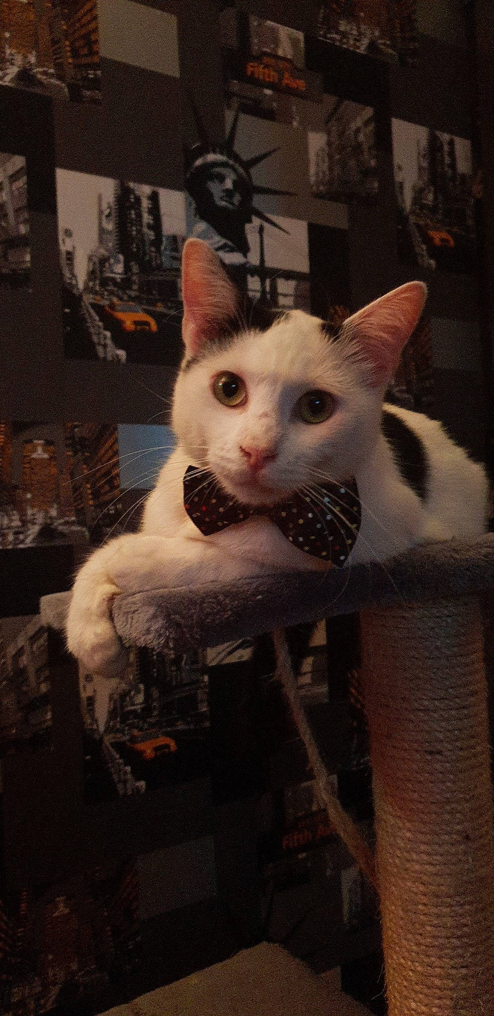 Milka a rejoint le concours — aidez-le/la à gagner de superbes lots ! asian, carnivore, cat, domestic_short_haired_cat, ear, felidae, khao_manee, mammal, person, small_to_medium_sized_cats, turkish_angora, turkish_van, whiskers