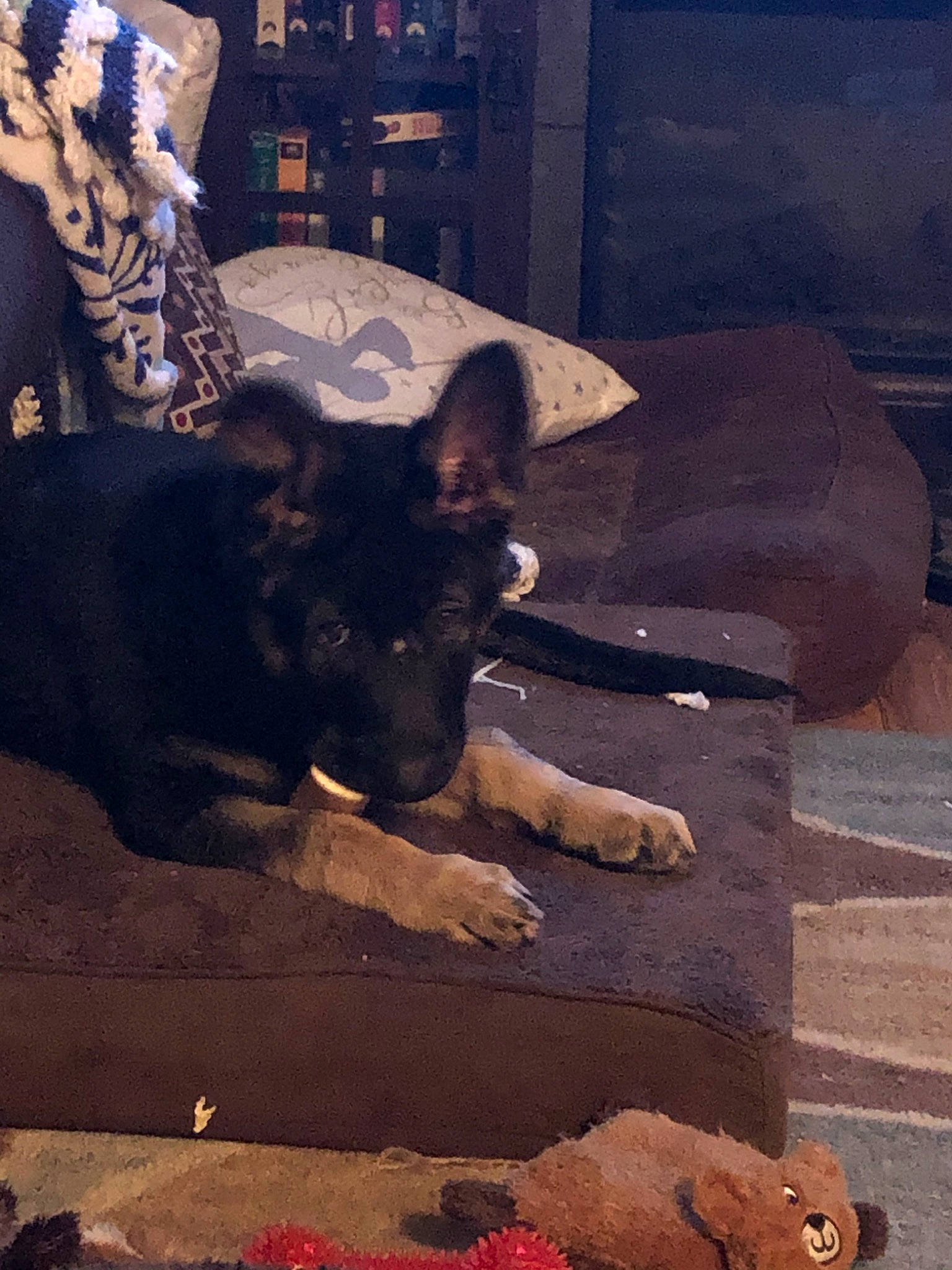 Xena is registered to the contest to win money with this photo: canidae, carnivore, dog, dog_breed, east_european_shepherd, german_shepherd_dog, king_shepherd, mammal, old_german_shepherd_dog, shiloh_shepherd_dog, snout, street_dog, vertebrate