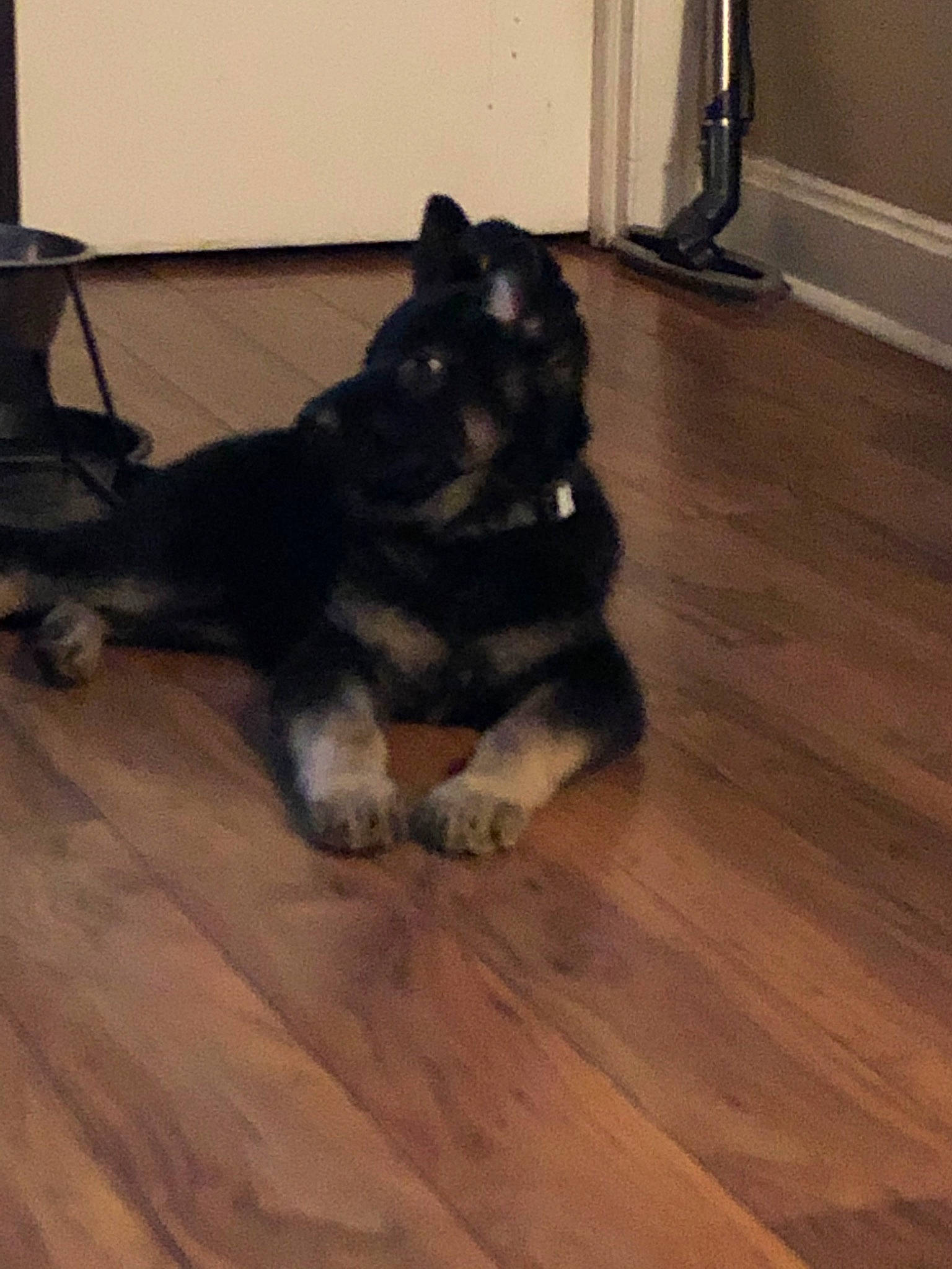 Xena joined the competition — help win amazing prizes! alaskan_malamute, canidae, carnivore, companion_dog, dog, dog_breed, finnish_lapphund, floor, flooring, hardwood, laminate_flooring, lapponian_herder, mammal, norwegian_elkhound, siberian_husky, snout, sporting_group, vertebrate, wood, wood_flooring