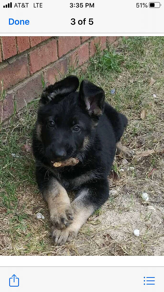 Xena is registered to the contest to win money with this photo: canidae, carnivore, dog, dog_breed, german_shepherd_dog, herding_dog, mammal, puppy, sporting_group, vertebrate