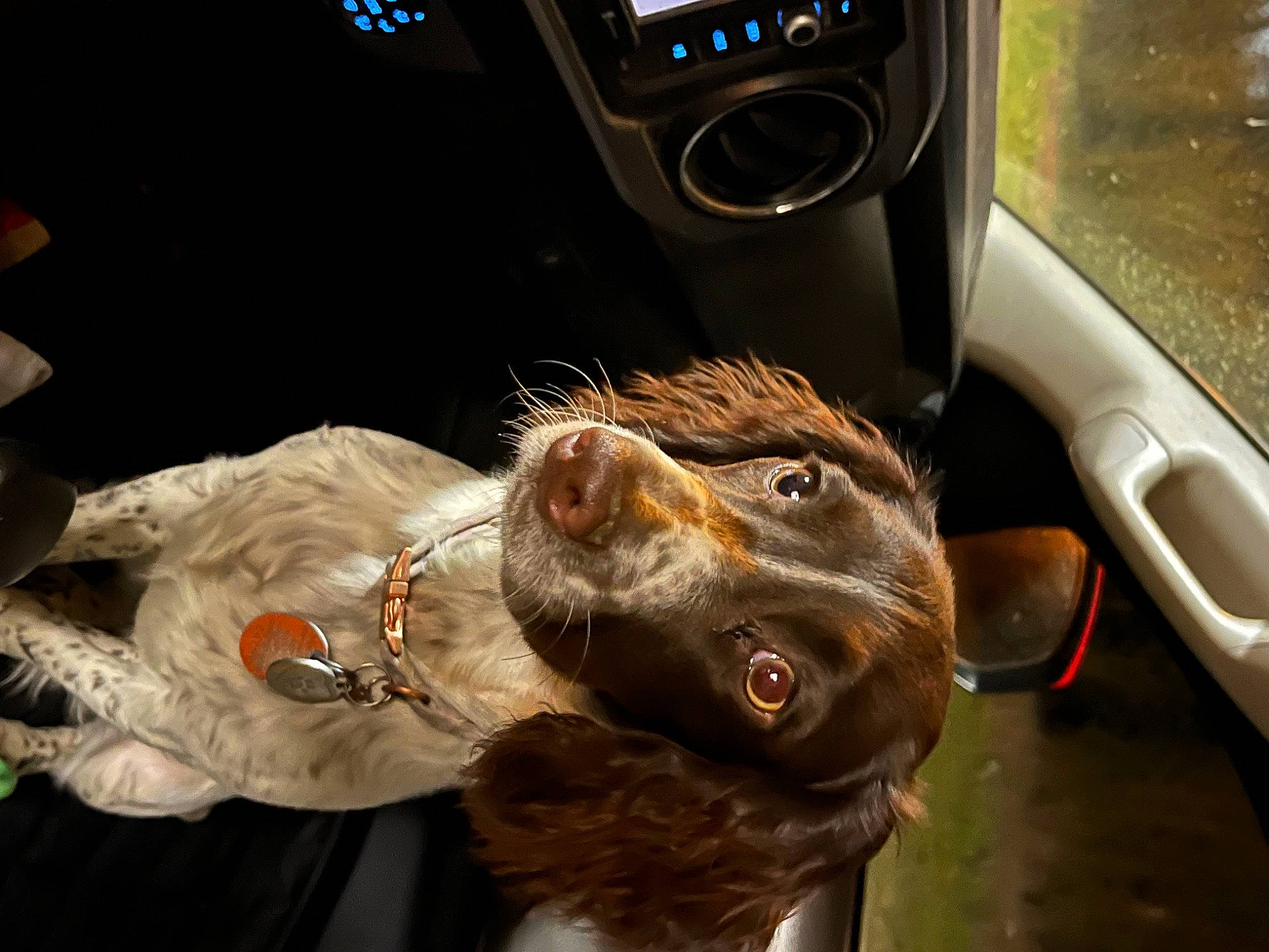 Maggie joined the competition — help win amazing prizes! auto_part, automotive_design, car, carnivore, collar, companion_dog, dog, dog_breed, felidae, jaw, liver, motor_vehicle, personal_luxury_car, snout, steering_part, steering_wheel, vehicle, vehicle_door, whiskers, working_animal