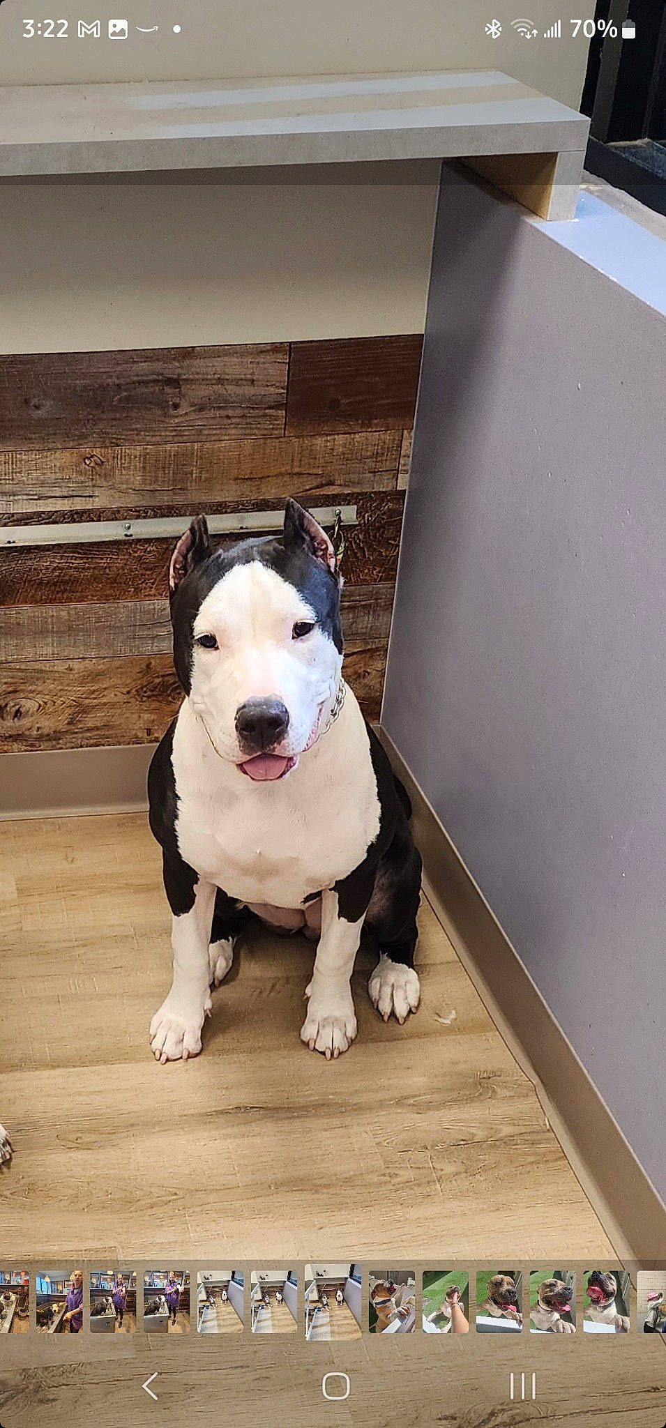 Orca is registered to the contest to win money with this photo: canidae, carnivore, collar, companion_dog, dog, dog_breed, dog_collar, dog_supply, door, flooring, hardwood, leash, pet_supply, snout, sporting_group, tail, whiskers, wood, working_animal, working_dog