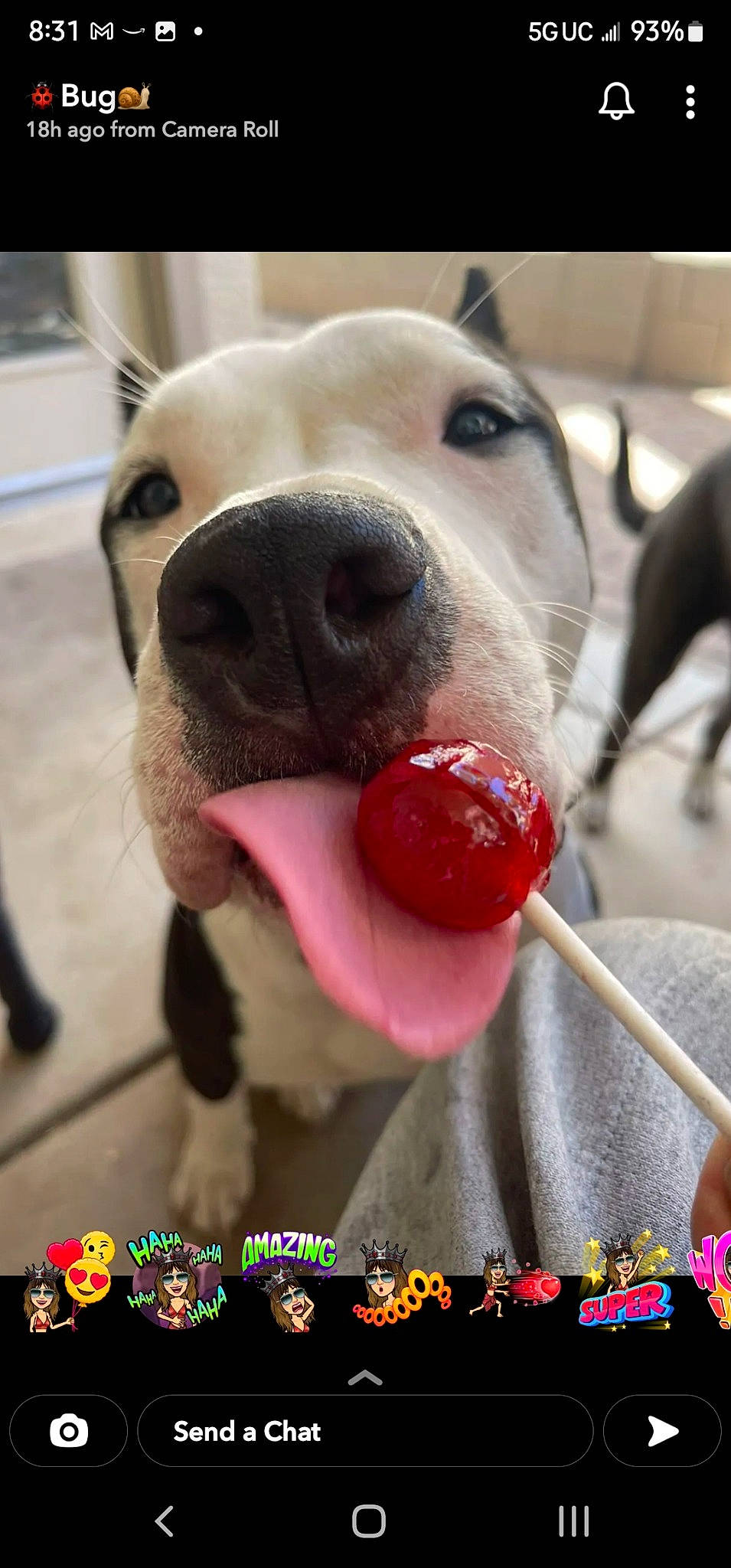 Orca joined the competition — help win amazing prizes! canidae, carnivore, collar, companion_dog, dog, dog_breed, dog_collar, dog_supply, dog_toy, fawn, food, fur, happy, pet_supply, photo_caption, snout, sporting_group, stuffed_toy, whiskers, working_animal