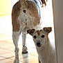 animal, bright_light, brown_and_white, canine, curious, dog, ears, floor, home, house, indoor, looking, medium_dog, peeking, pets, small_dog, standing, tail, tile_floor, two_dogs