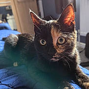 Millie is registered to the contest to win money with this photo: cat, tortoiseshell, pet, indoor, bed, blue_bedspread, fur, whiskers, ears, eyes, curious, close_up, animal, feline, resting, sunlight, home, quilted, cozy, portrait