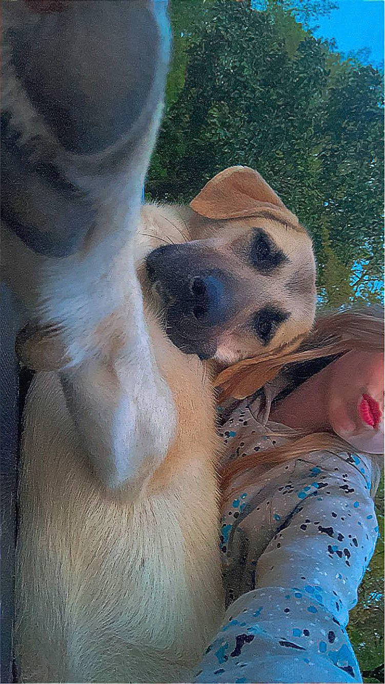 Nala joined the competition — help win amazing prizes! canidae, carnivore, companion_dog, dog, dog_breed, dog_collar, fawn, fur, paw, snout, sporting_group, sunglasses, terrestrial_animal, whiskers