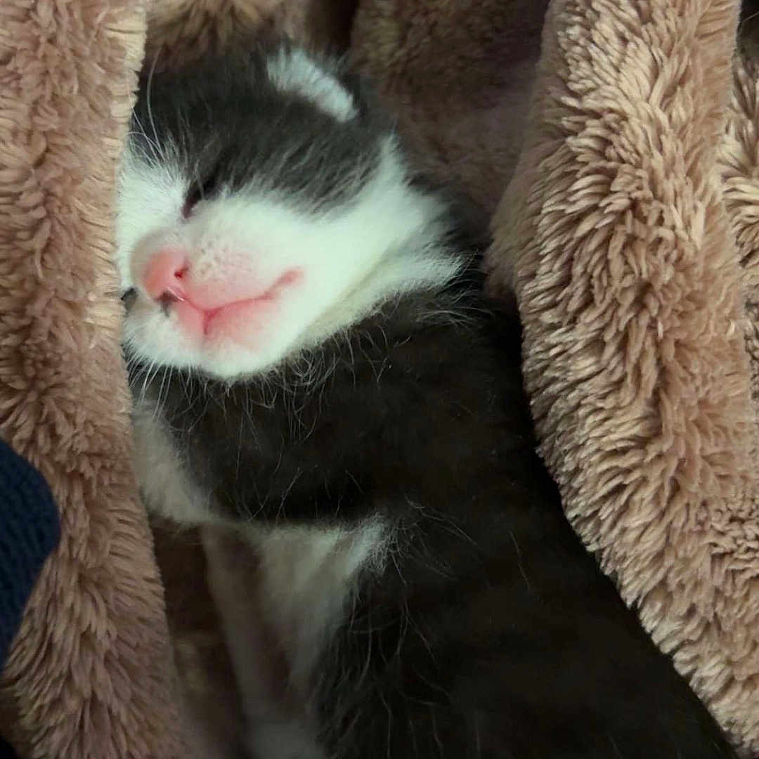 Jasper joined the competition — help win amazing prizes! adorable, animal, black_and_white, blanket, cat, closeup, cozy, cute, domestic_cat, fur, indoor, kitten, pet, pink_nose, resting, sleeping, small, snuggled, soft, young