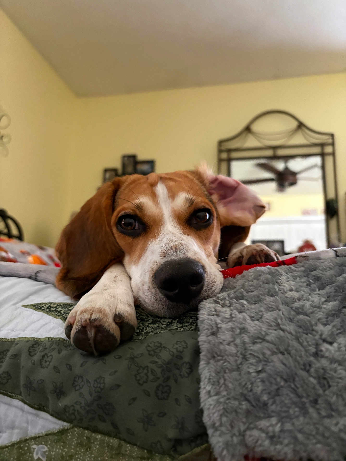Sammie is registered to the contest to win money with this photo: dog, bed, quilt, blanket, indoor, close_up, pet, animal, canine, paw, ear, face, lying_down, cute, relaxed, home, furniture, mirror, ceiling_fan, soft_texture