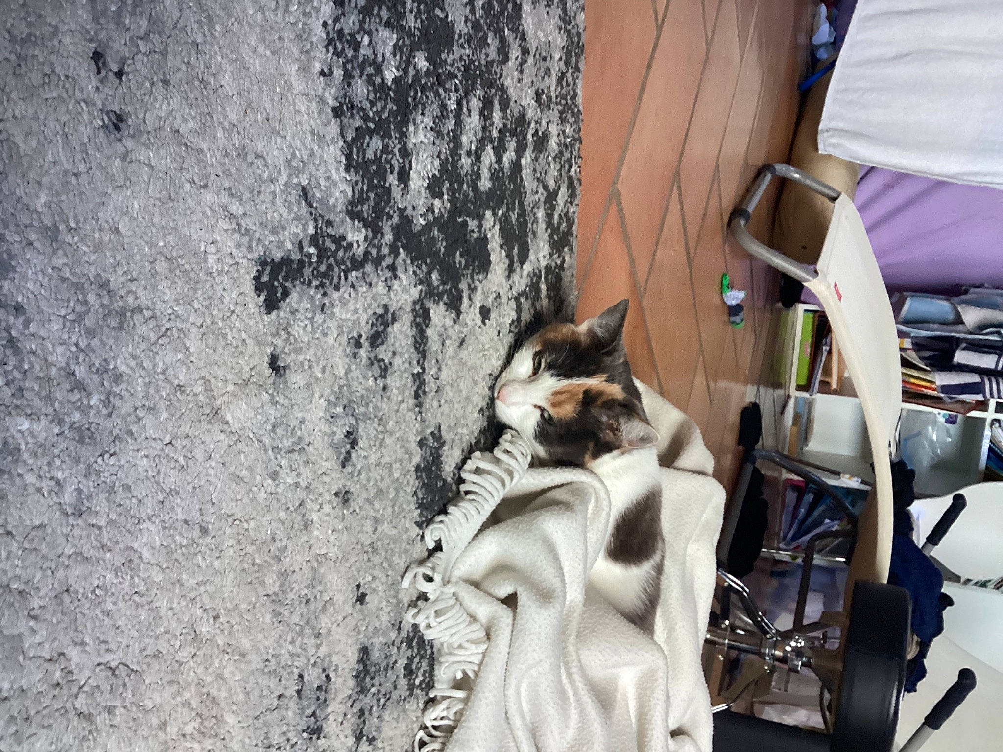 Pépite a rejoint le concours — aidez-le/la à gagner de superbes lots ! canidae, carnivore, cat, domestic_short_haired_cat, eyewear, felidae, fur, leash, monochrome, monochrome_photography, road, sidewalk, sitting, small_to_medium_sized_cats, sporting_group, street, tree, vehicle_door, whiskers, wood