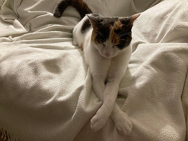 Pépite a rejoint le concours — aidez-le/la à gagner de superbes lots ! bed, bedding, carnivore, cat, comfort, domestic_short_haired_cat, felidae, fur, grey, linens, paw, small_to_medium_sized_cats, snout, tail, whiskers