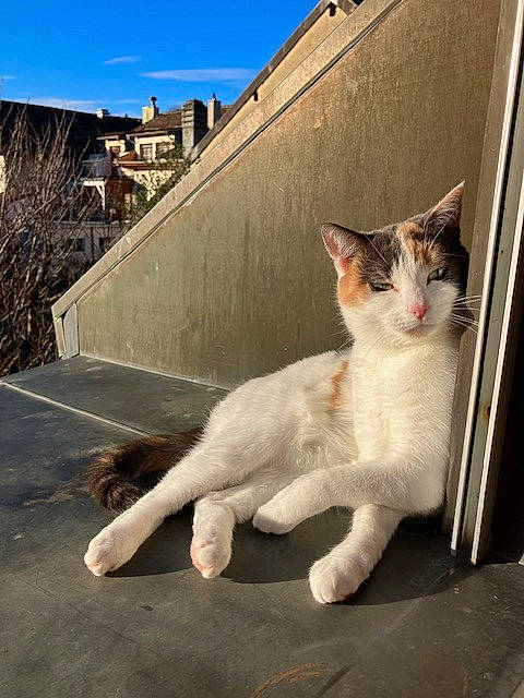 Pépite a rejoint le concours — aidez-le/la à gagner de superbes lots ! asphalt, building, carnivore, cat, domestic_short_haired_cat, eye, fawn, felidae, grass, plant, road_surface, sky, small_to_medium_sized_cats, snout, sunlight, tail, tints_and_shades, tree, whiskers, window