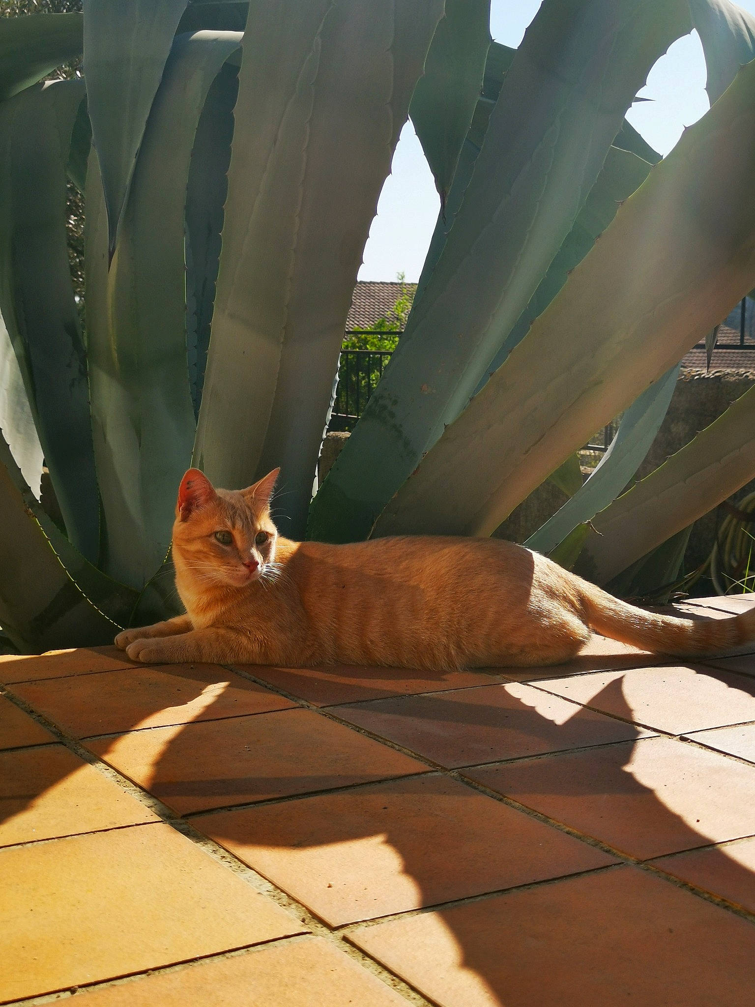 Oasis a rejoint le concours — aidez-le/la à gagner de superbes lots ! carnivore, cat, domestic_short_haired_cat, fawn, felidae, small_to_medium_sized_cats, snapshot, sunlight, tail, whiskers