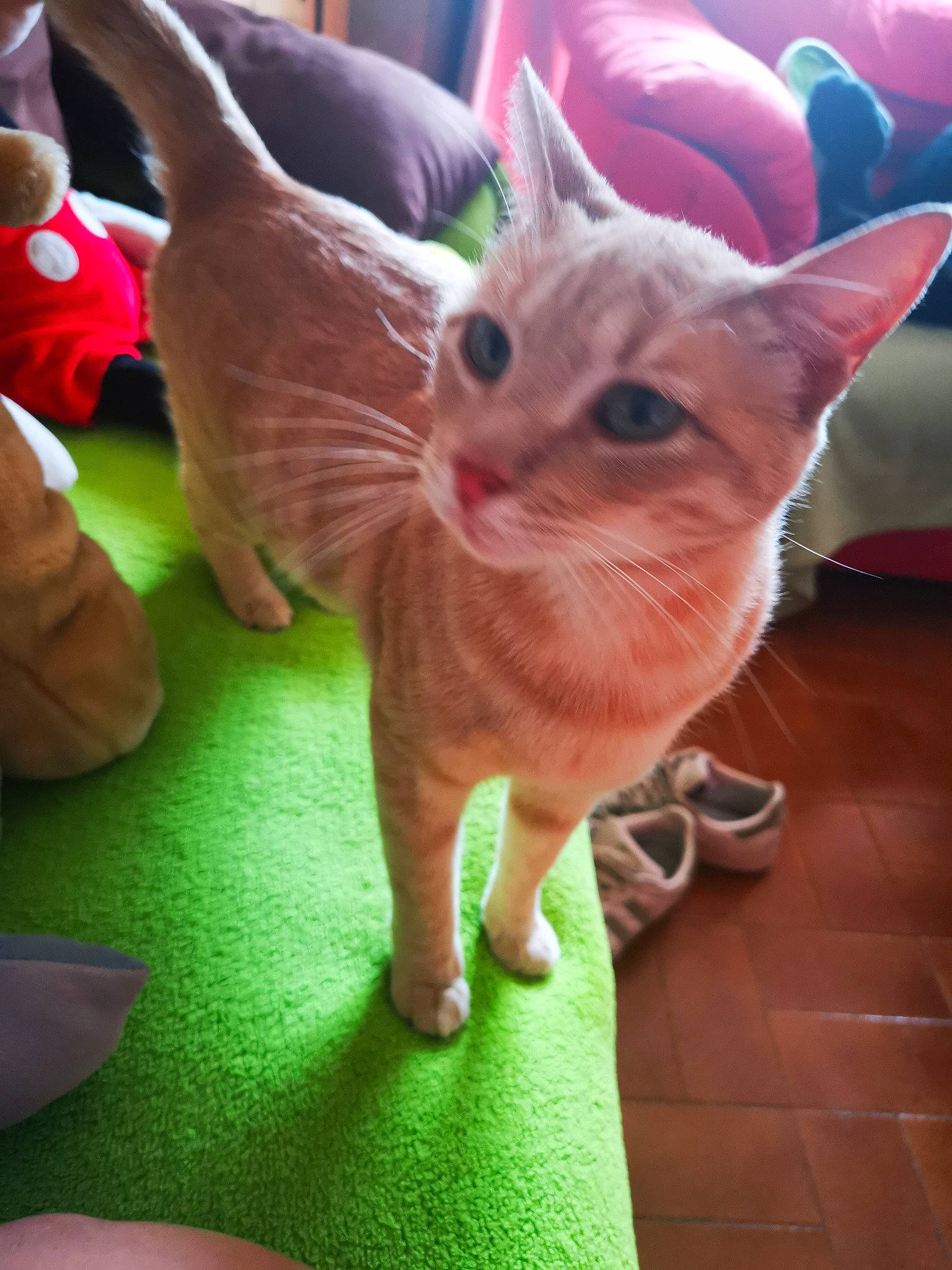 Oasis a rejoint le concours — aidez-le/la à gagner de superbes lots ! abyssinian, asian, carnivore, cat, colorpoint_shorthair, domestic_short_haired_cat, european_shorthair, fawn, felidae, german_rex, kitten, mammal, oriental_longhair, oriental_shorthair, small_to_medium_sized_cats, tail, vertebrate, whiskers