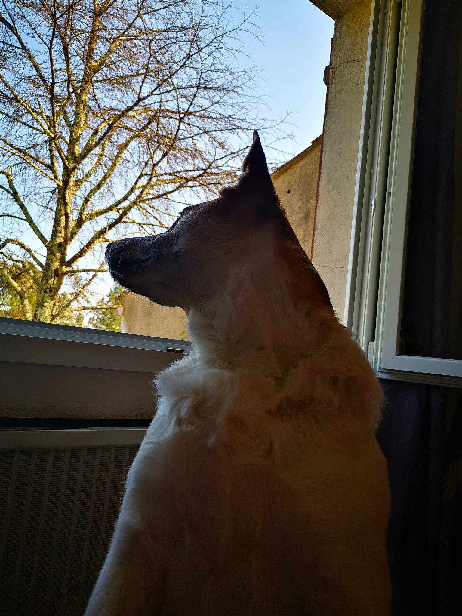 Cookie participe au concours pour gagner de l'argent avec cette photo : akita, akita_inu, berger_blanc_suisse, canidae, carnivore, dog, dog_breed, home, house, non_sporting_group, norwegian_buhund, nose, sunlight, tree, whiskers, white_shepherd, window