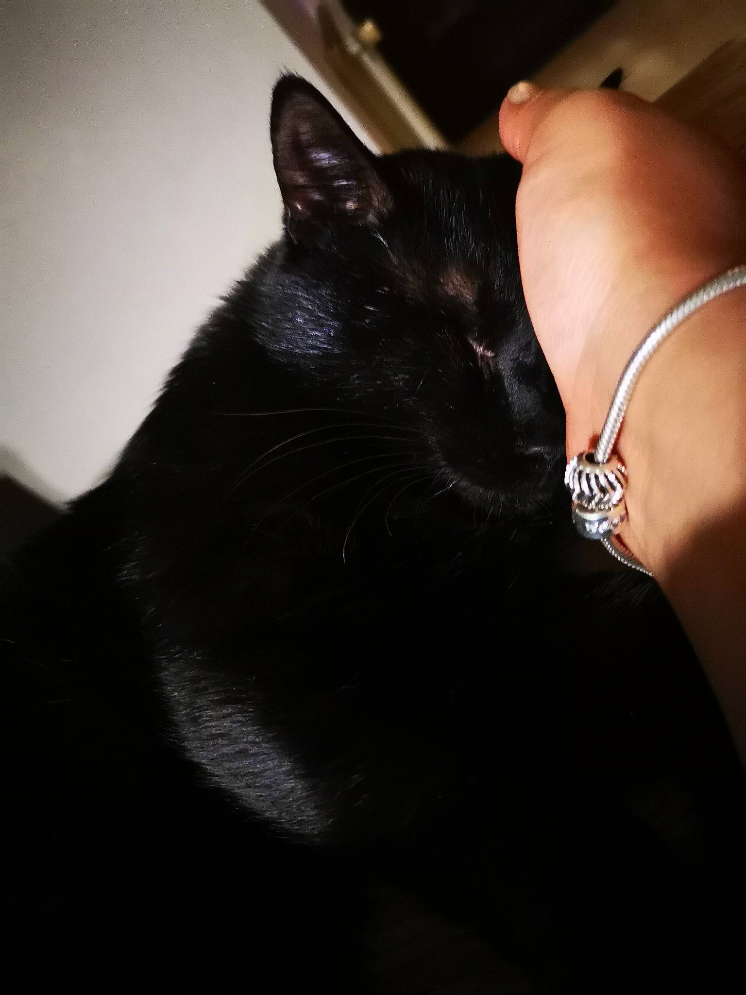 Albator participe au concours pour gagner de l'argent avec cette photo : asian, black, black_cat, black_hair, bombay, carnivore, cat, domestic_short_haired_cat, ear, felidae, fur, hand, leg, nail, neck, small_to_medium_sized_cats, snout, whiskers