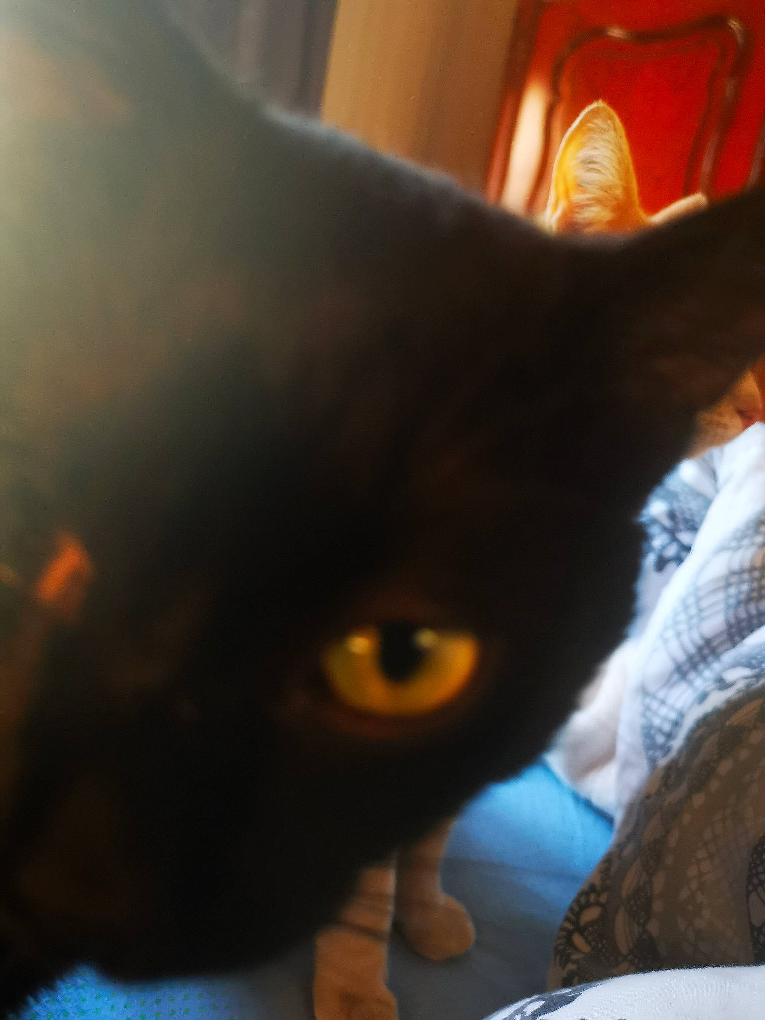 Albator a rejoint le concours — aidez-le/la à gagner de superbes lots ! asian, black_cat, bombay, carnivore, cat, close_up, domestic_short_haired_cat, ear, eye, felidae, iris, mouth, nose, organ, skin, small_to_medium_sized_cats, snout, tail, whiskers