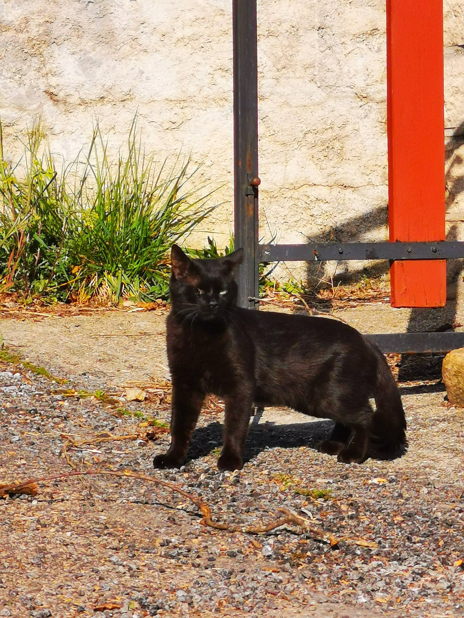 Albator participe au concours pour gagner de l'argent avec cette photo : asian, black_cat, bombay, burmese, carnivore, cat, domestic_short_haired_cat, felidae, havana_brown, mammal, small_to_medium_sized_cats, tail, vertebrate, whiskers