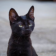Zatanna a rejoint le concours — aidez-le/la à gagner de superbes lots ! black_cat, cat, animal, pet, whiskers, green_eyes, feline, portrait, outdoor, close_up, fur, ears, cute, looking_away, mammal, young_cat, domestic_cat, alone, sitting, calm