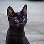 black_cat, cat, animal, pet, whiskers, green_eyes, feline, portrait, outdoor, close_up, fur, ears, cute, looking_away, mammal, young_cat, domestic_cat, alone, sitting, calm