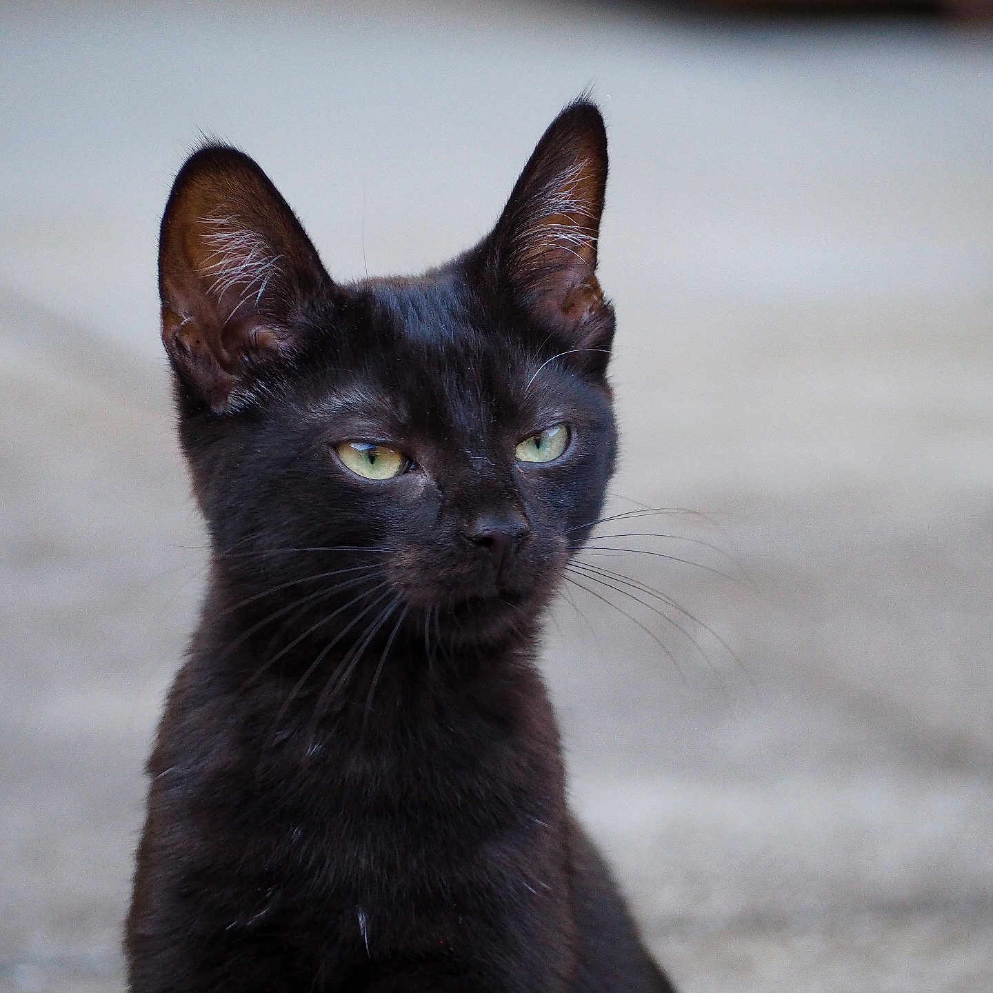 Zatanna a rejoint le concours — aidez-le/la à gagner de superbes lots ! alone, animal, black_cat, calm, cat, close_up, cute, domestic_cat, ears, feline, fur, green_eyes, looking_away, mammal, outdoor, pet, portrait, sitting, whiskers, young_cat