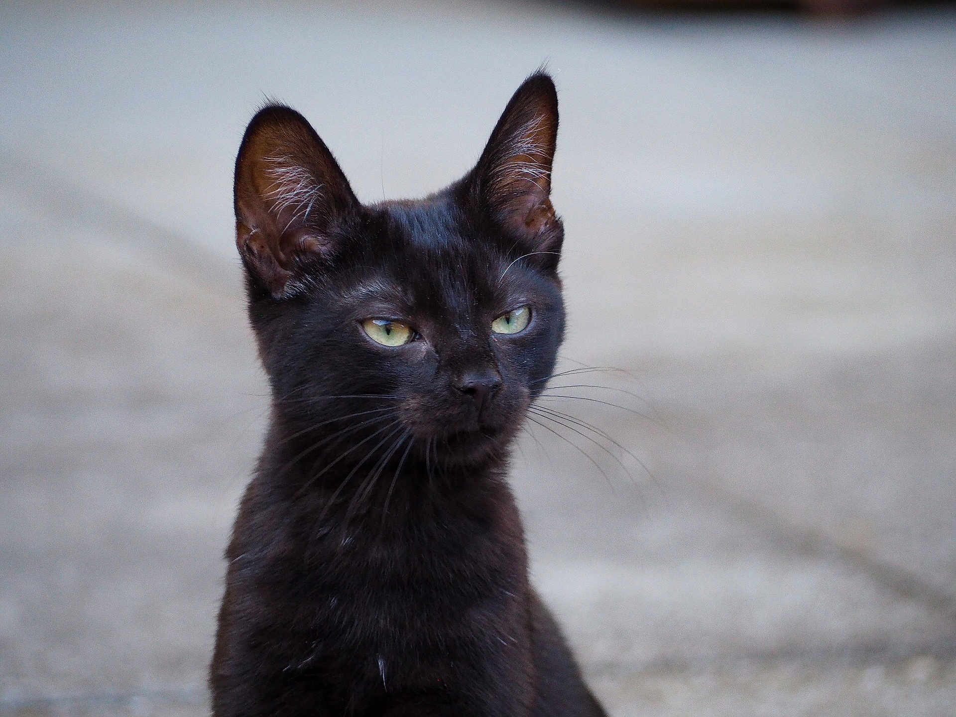 Zatanna a rejoint le concours — aidez-le/la à gagner de superbes lots ! black_cat, cat, animal, pet, whiskers, green_eyes, feline, portrait, outdoor, close_up, fur, ears, cute, looking_away, mammal, young_cat, domestic_cat, alone, sitting, calm