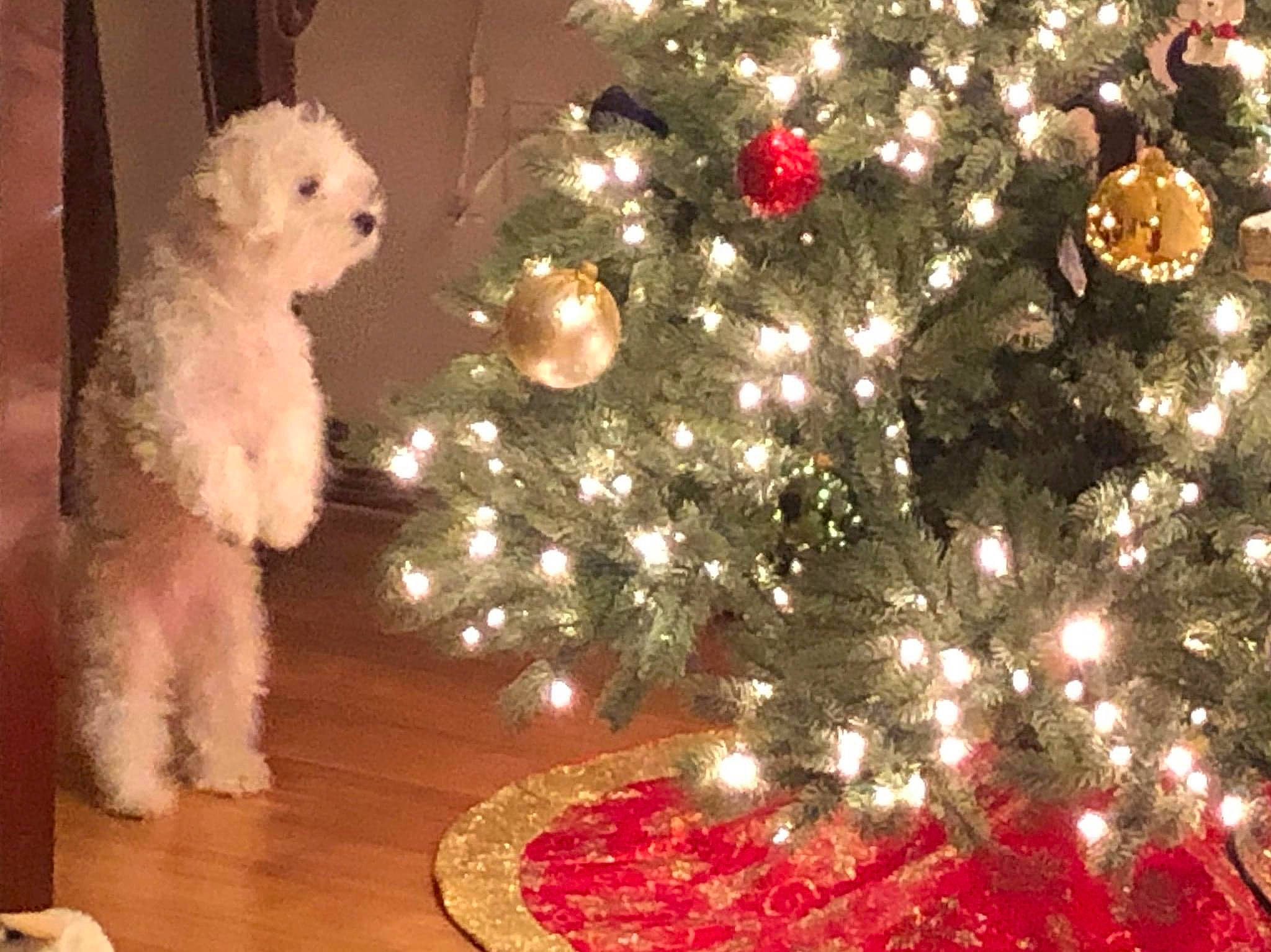 Boo is registered to the contest to win money with this photo: christmas, christmas_decoration, christmas_eve, christmas_ornament, christmas_tree, companion_dog, conifer, decoration, event, evergreen, holiday, holiday_ornament, interior_design, light, ornament, red, tradition, tree, white, wood