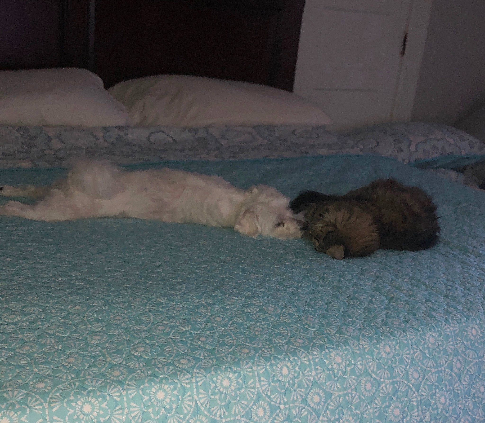 Boo is registered to the contest to win money with this photo: bedding, bedroom, carnivore, cat, comfort, dog_breed, domestic_short_haired_cat, felidae, floor, flooring, fur, grey, hardwood, linens, room, small_to_medium_sized_cats, tail, vertebrate, whiskers, wood