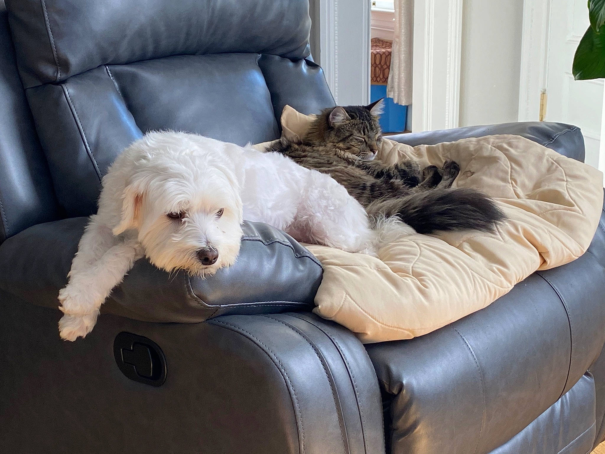 Boo joined the competition — help win amazing prizes! bean_bag, boat, carnivore, chair, comfort, companion_dog, couch, dog, dog_breed, dog_supply, felidae, fur, living_room, mammal, sofa_bed, sporting_group, studio_couch, throw_pillow, toy_dog, vertebrate