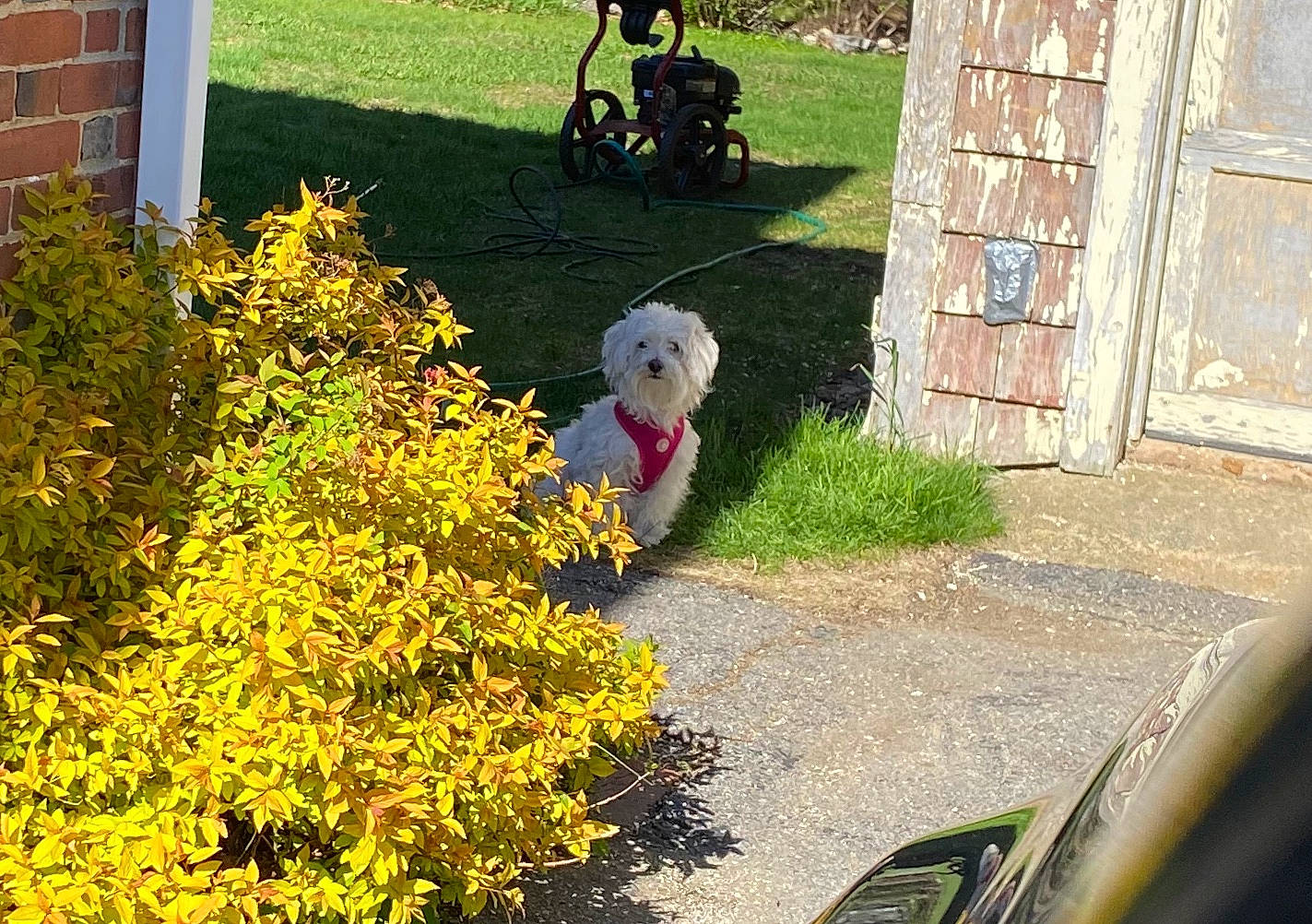 Boo is registered to the contest to win money with this photo: asphalt, carnivore, companion_dog, dog, dog_breed, garden, grass, groundcover, hedge, landscape, landscaping, lawn, line, plant, porch, road, road_surface, shrub, sidewalk, sporting_group