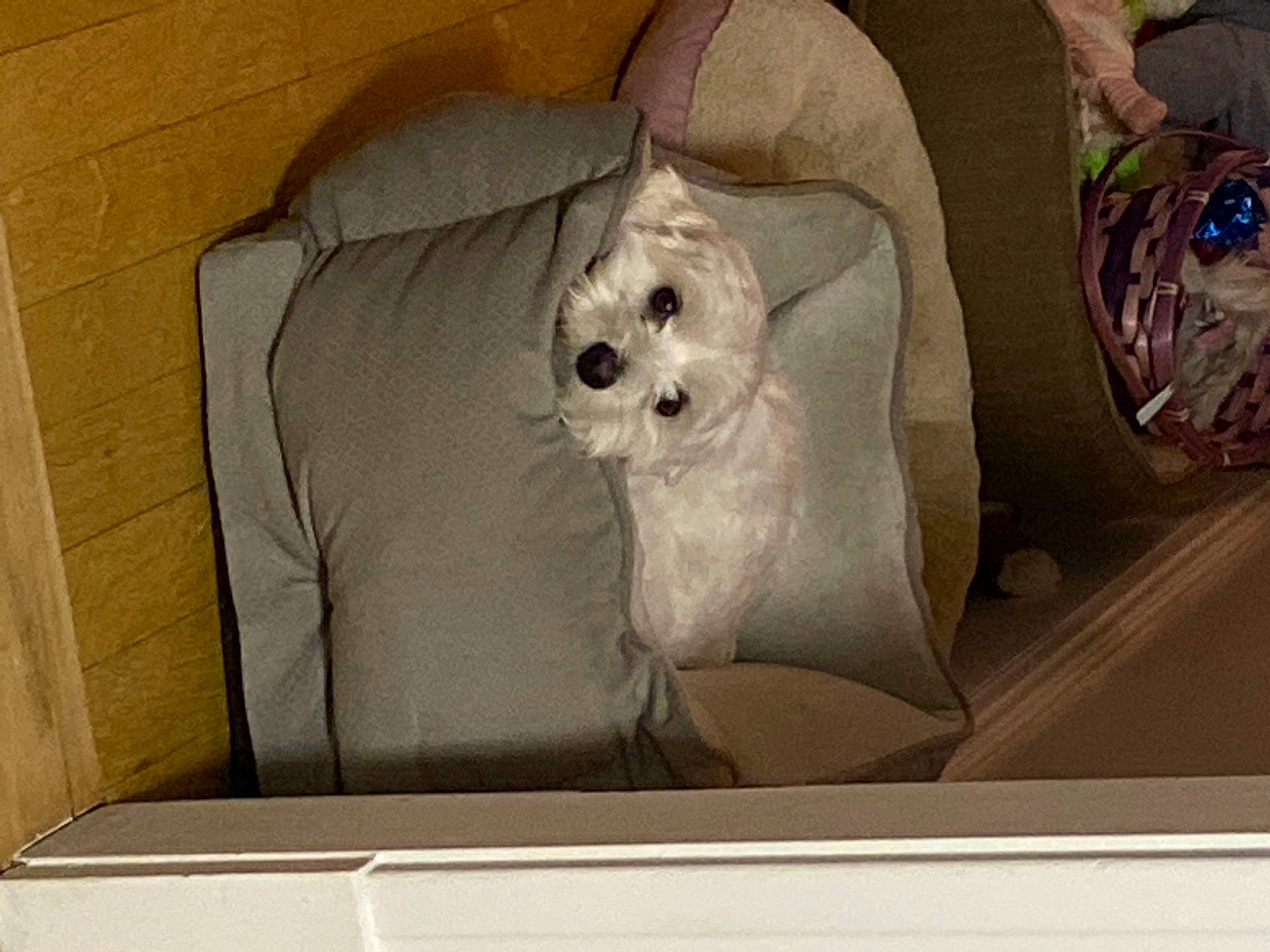 Boo is registered to the contest to win money with this photo: bag, canidae, carnivore, comfort, companion_dog, couch, dog, dog_breed, dog_supply, fawn, linens, luggage_and_bags, pillow, room, sporting_group, stuffed_toy, throw_pillow, toy, toy_dog, working_animal