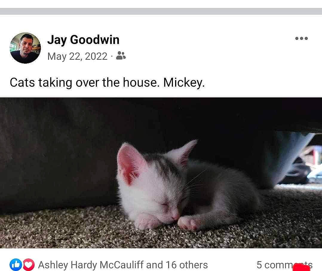 Mickey is registered to the contest to win money with this photo: carnivore, cat, claw, comfort, domestic_short_haired_cat, felidae, font, fur, gesture, internet_meme, organism, paw, photo_caption, product, rectangle, small_to_medium_sized_cats, tail, whiskers