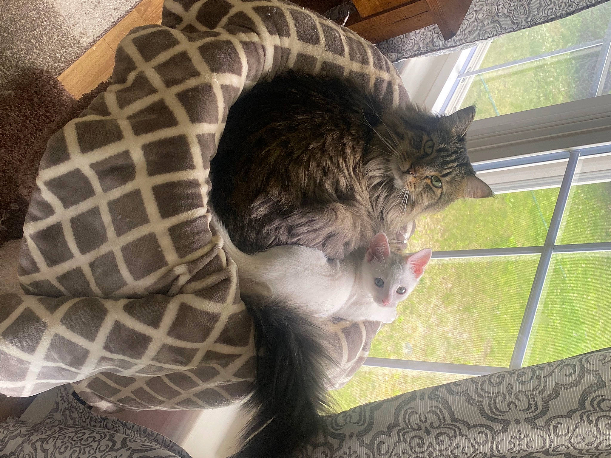 Mickey is registered to the contest to win money with this photo: animal_shelter, canidae, carnivore, cat, comfort, companion_dog, dog_breed, domestic_short_haired_cat, fawn, felidae, flooring, fur, grass, pattern, small_to_medium_sized_cats, sporting_group, tail, terrestrial_animal, whiskers, window