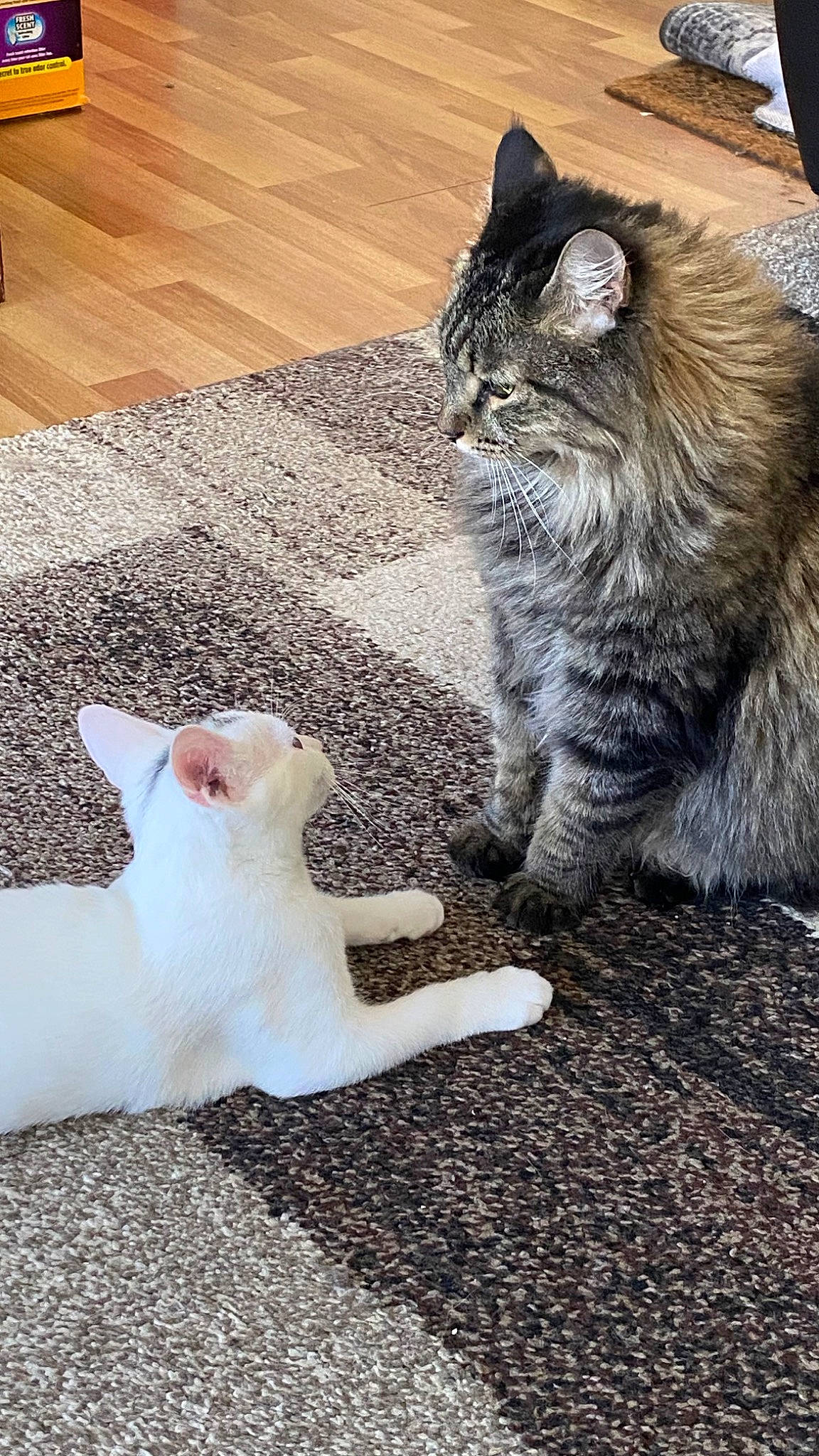 Mickey joined the competition — help win amazing prizes! carnivore, cat, claw, domestic_short_haired_cat, felidae, floor, flooring, foot, fur, grass, hardwood, human_leg, paw, road_surface, small_to_medium_sized_cats, snout, tail, terrestrial_animal, whiskers, wood