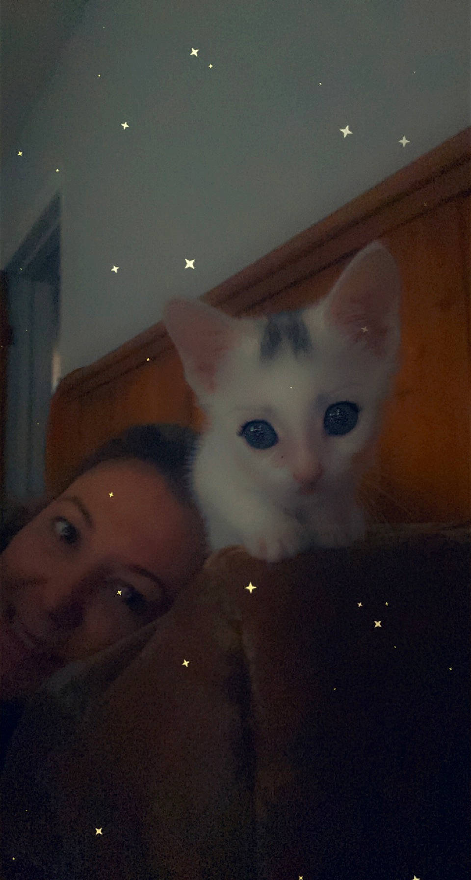 Mickey joined the competition — help win amazing prizes! carnivore, cat, cheek, darkness, domestic_short_haired_cat, ear, eyebrow, fawn, felidae, fur, iris, night, nose, paw, small_to_medium_sized_cats, snout, space, tail, whiskers, wood