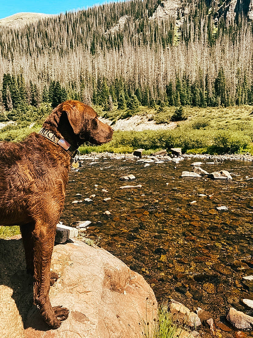Huck joined the competition — help win amazing prizes! adventure, canidae, carnivore, chesapeake_bay_retriever, dog, dog_breed, german_shorthaired_pointer, gun_dog, hunting_dog, labrador_retriever, pointing_breed, pudelpointer, retriever, sporting_group, water