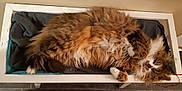 Roxane participe au concours pour gagner de l'argent avec cette photo : canidae, carnivore, cat, claw, comfort, companion_dog, dog_breed, fawn, felidae, flooring, fur, liver, maine_coon, paw, small_to_medium_sized_cats, sporting_group, tail, terrestrial_animal, whiskers, wood