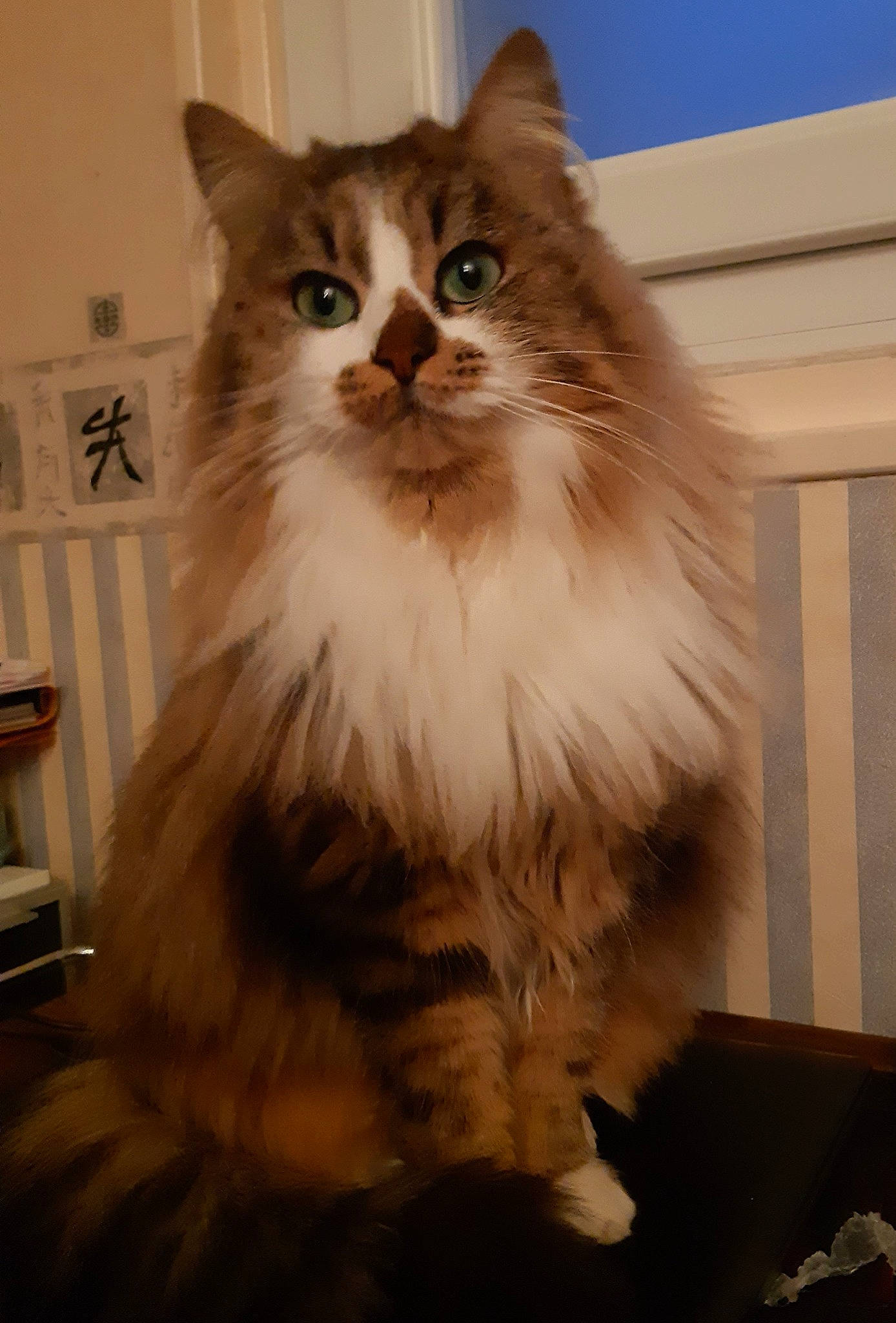 Roxane a rejoint le concours — aidez-le/la à gagner de superbes lots ! british_longhair, carnivore, cat, fawn, felidae, fur, hardwood, maine_coon, small_to_medium_sized_cats, snout, stool, tail, terrestrial_animal, whiskers, wood