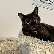 Tarah participe au concours pour gagner de l'argent avec cette photo : cat, tortoiseshell_cat, pet, animal, feline, tongue_out, cat_bed, fluffy, fur, indoor, cozy, resting, close_up, portrait, whiskers, ears, eyes, home, sign, wall