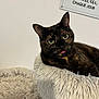 cat, tortoiseshell_cat, pet, animal, feline, tongue_out, cat_bed, fluffy, fur, indoor, cozy, resting, close_up, portrait, whiskers, ears, eyes, home, sign, wall