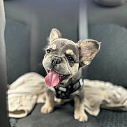 Thao participe au concours pour gagner de l'argent avec cette photo : adorable, animal, backseat, blanket, car_interior, collar, cute, dog, domestic_animal, ears, front_view, fur, happy, pet, puppy, seat, sitting, small_dog, tongue_out, young_dog
